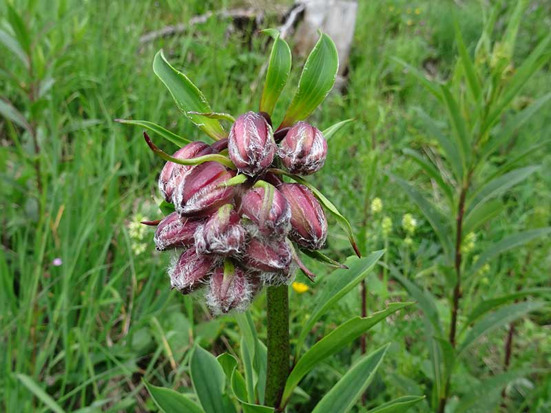 Edelweißboden